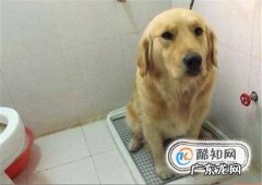 几个月小狗小萨摩耶到新家之后需要做什么