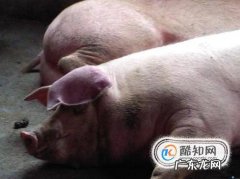 猪全身发红是什么病