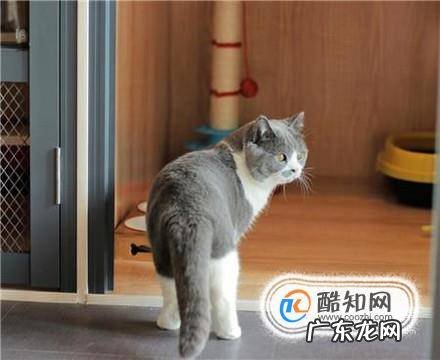 怎么养好一只猫