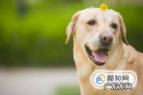 狗狗晒太阳的好处