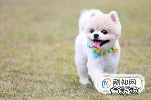 狗狗晒太阳的好处