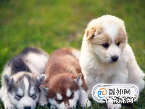 狗狗晒太阳的好处