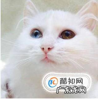世界名猫你知道几种
