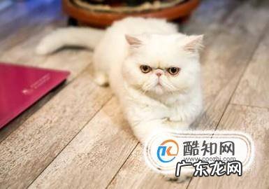 世界名猫你知道几种