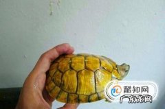 教你如何挑选巴西龟