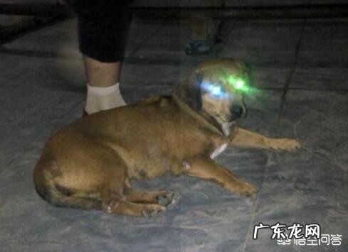 狗眼睛晚上发什么光 狗的眼睛在夜里为什么会发光