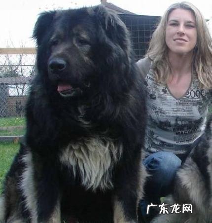 为什么猫科动物体型差别这么大 为什么犬科动物没有进化成大型猫科动物那样大的体型