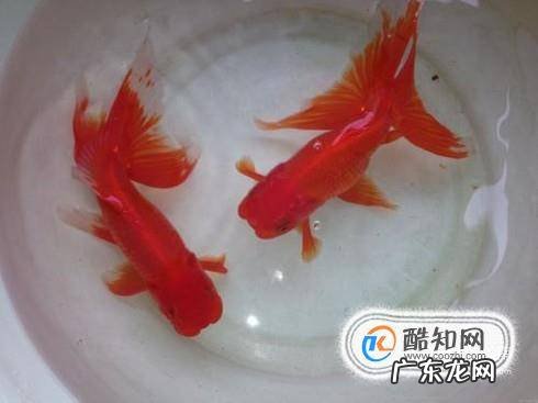 如何治疗观赏鱼身上的白点病