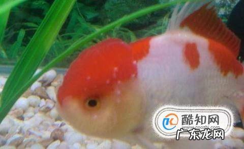 如何治疗观赏鱼身上的白点病