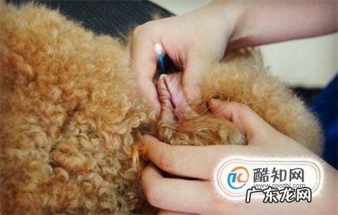 狗狗洗澡耳朵进水了怎么办