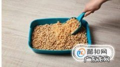 如何给猫咪更换猫砂
