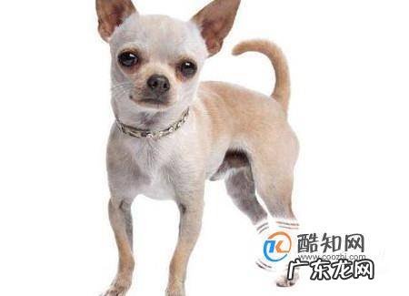 最常见的狗有哪几种