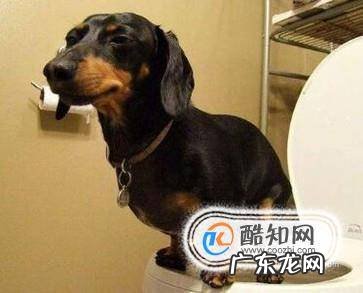 如何让狗狗学会去厕所大小便