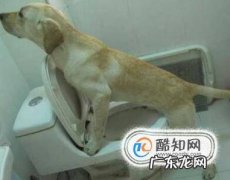 如何让狗狗学会去厕所大小便
