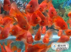 红鹦鹉鱼怎么养