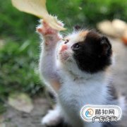 猫咪乱尿怎么办