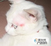 如何识别猫咪身上的猫癣