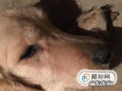 狗没精神不吃东西呕吐怎么救