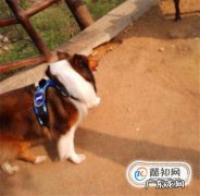 遇到疯狗怎么办