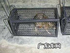 个人家庭如何正确使用捕鼠笼来捕捉老鼠