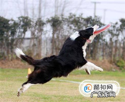 边境牧羊犬怎么训练