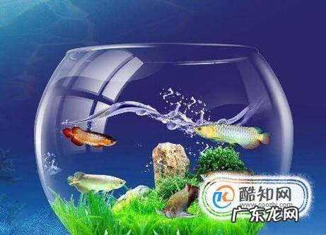 金鱼立鳞病的治疗