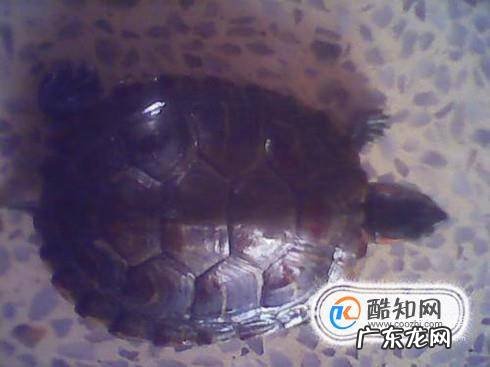 宠物乌龟容易得哪几种病怎么去治疗