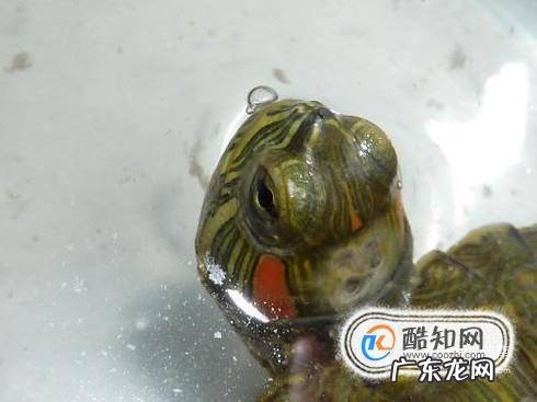 宠物乌龟容易得哪几种病怎么去治疗