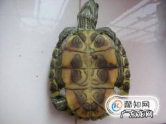 宠物乌龟容易得哪几种病怎么去治疗