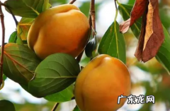 吃柿子能喝酒吗喝酒了怎么办 吃柿子能喝酒吗