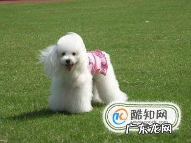 夏天狗狗的避暑养护方法有哪些
