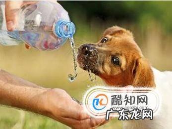 夏天狗狗吃什么好天热狗狗喂养注意事项
