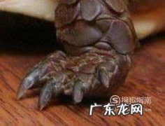 水龟半水龟陆龟的区分方式