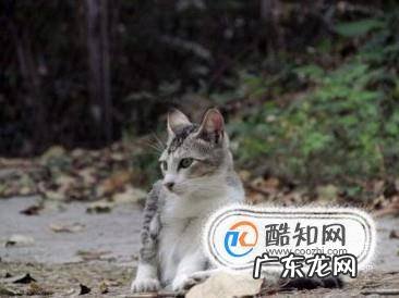 如何抓到一只小野猫
