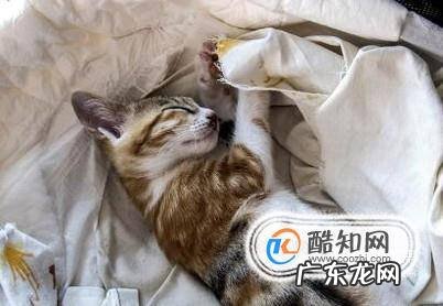 如何抓到一只小野猫