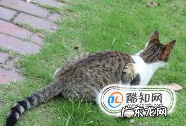 如何抓到一只小野猫