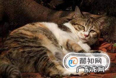 如何抓到一只小野猫