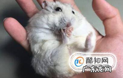 如何训练仓鼠从上手仓鼠怎样训练躺手