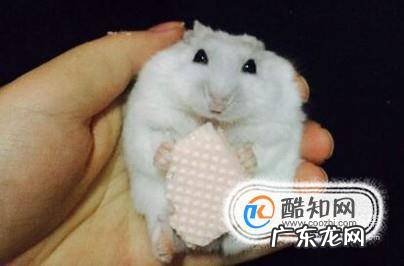 如何训练仓鼠从上手仓鼠怎样训练躺手