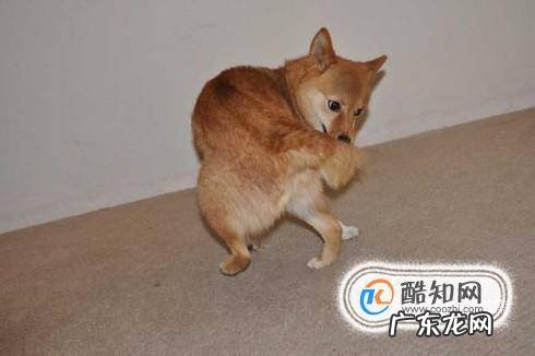 怎样让狗狗在指定地点大便