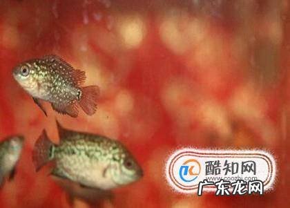 如何让罗汉鱼苗长的快