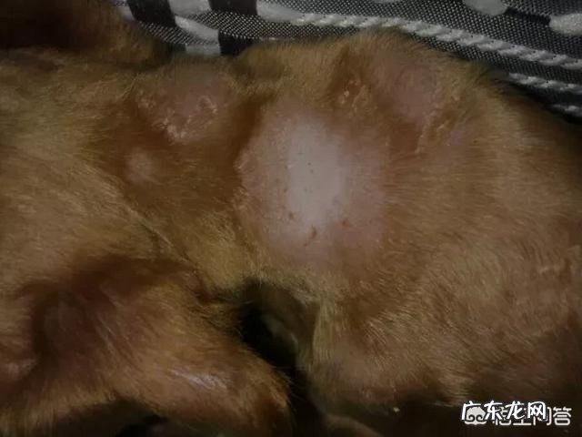 泰迪掉毛吗 为什么泰迪两侧掉毛