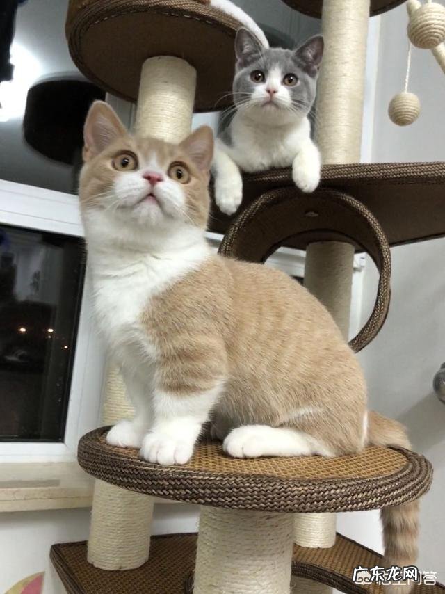 猫和猫之间会说话吗 你会和你家猫咪说话吗