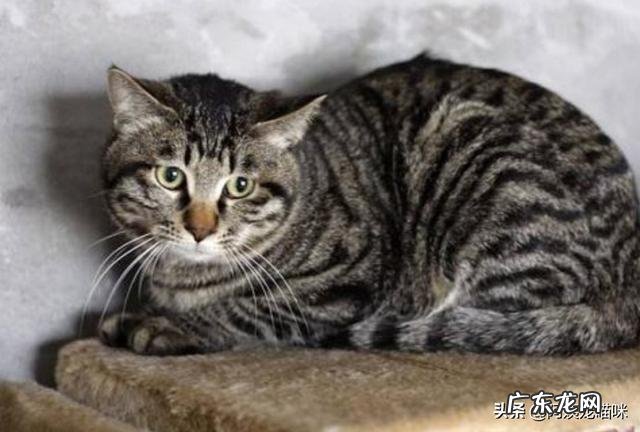 狸花猫聪明吗?-知乎问答 狸花猫聪明吗