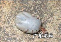 狗被蜱虫咬了怎么办