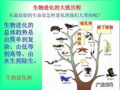 三个生灵指的是什么,三个生灵分别是谁