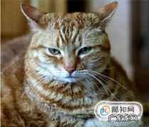如何通过肢体语言了解猫的心情