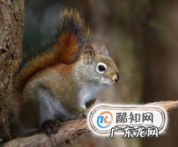 家养松鼠的喂养