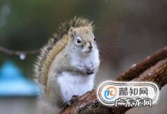 家养松鼠的喂养