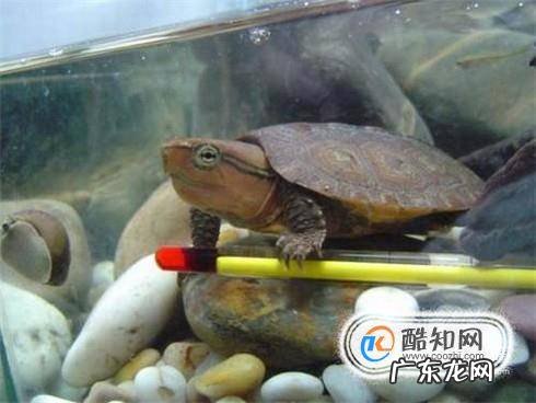 被乌龟咬住了手指怎么办